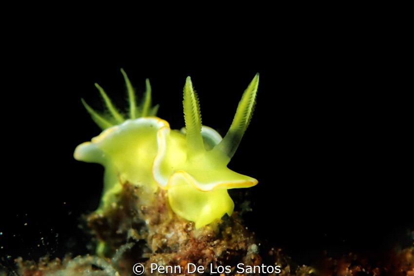 Yellow nudibranch. I lowered the strobe power to just eno... by Penn De Los Santos 