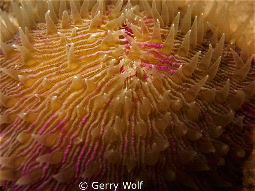 Extreme closeup of a living Razor coral on the reef at Kw... by Gerry Wolf 