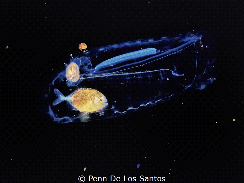 Drift fish in Salp by Penn De Los Santos 