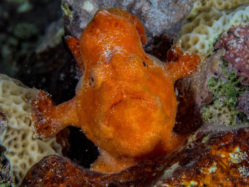 This beautifull frogfish was found in Playa Lagun on Cura... by Brenda De Vries 