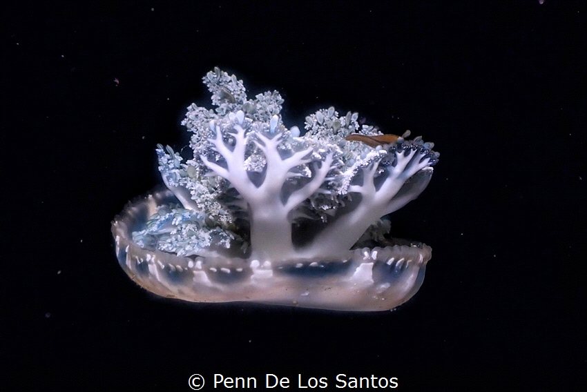 Upside down jelly by Penn De Los Santos 