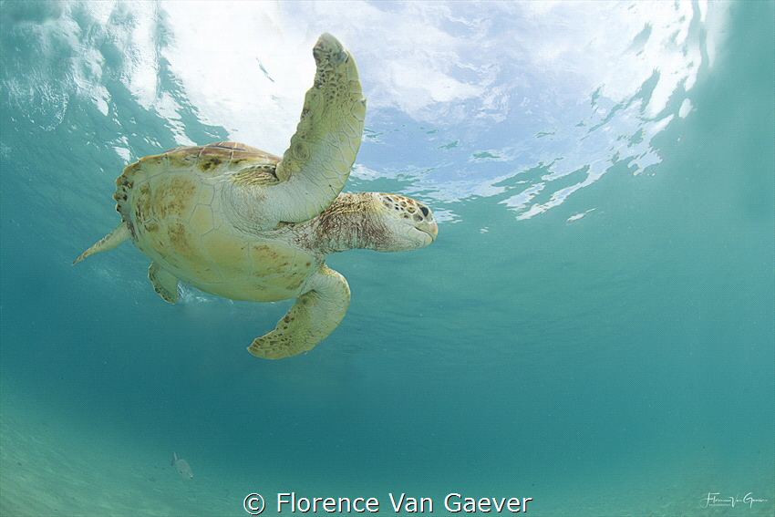 There are a lot of turtles in Piskado Bay. It's rather di... by Florence Van Gaever 