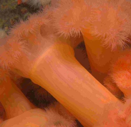 An array of plumose anenomes - taken in the Scillies, UK.... by Malcolm Nimmo 