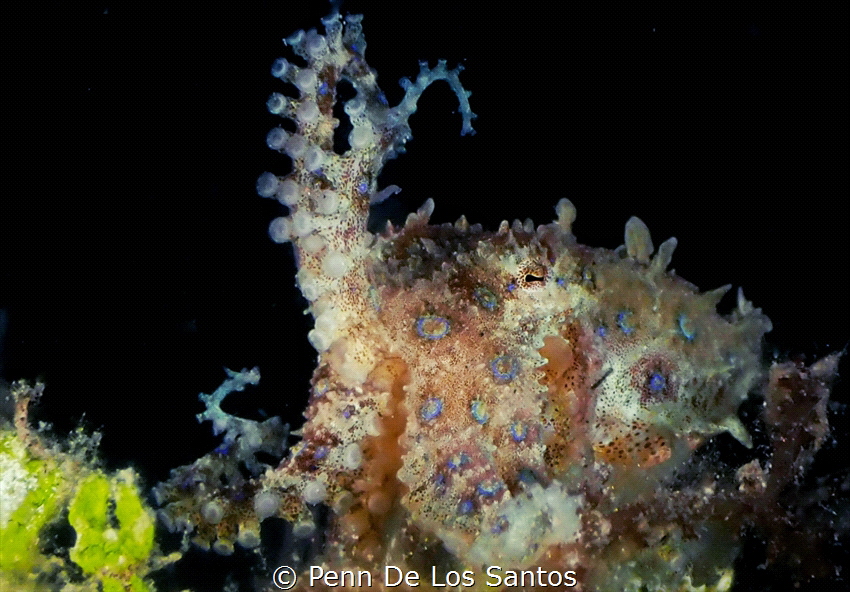 Blue-ringed Octopus by Penn De Los Santos 