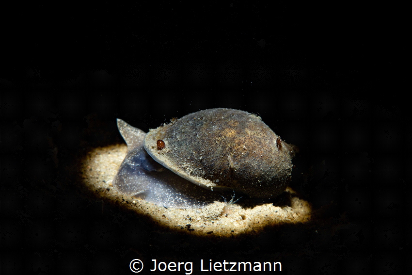 Freshwater snails are not as colourful as others slugs bu... by Joerg Lietzmann 