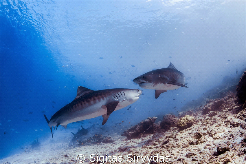 Tiger sharks by Sigitas Sirvydas 