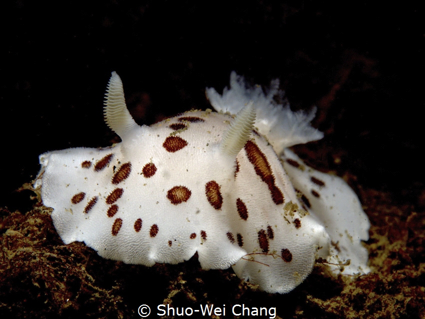 Diaulula odonoghuei found in Puget Sound by Shuo-Wei Chang 