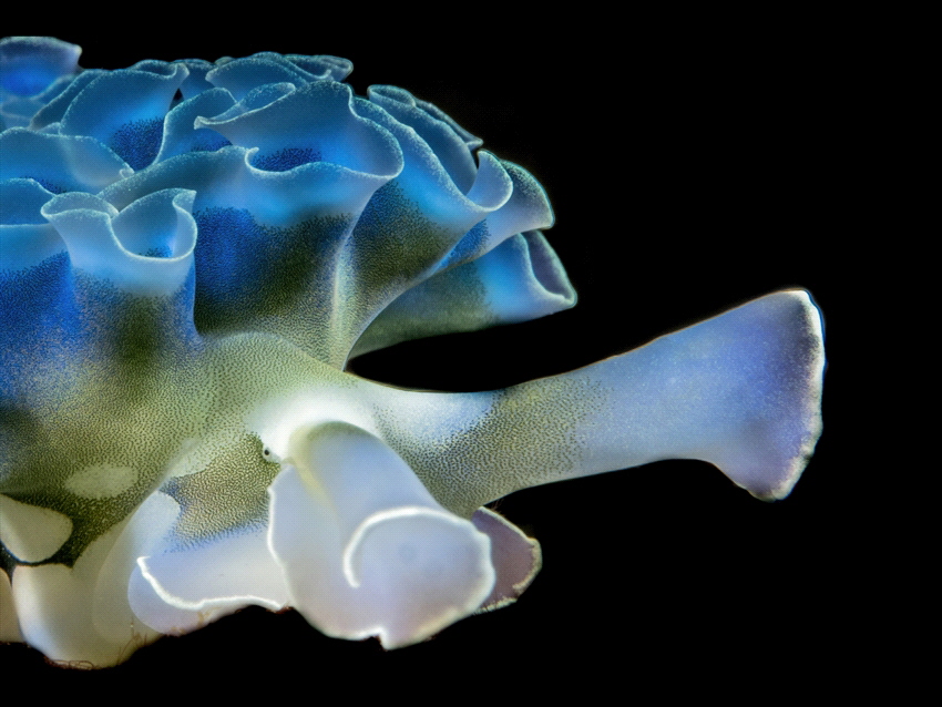 Lettuceseaslug on Curacao by Brenda De Vries 