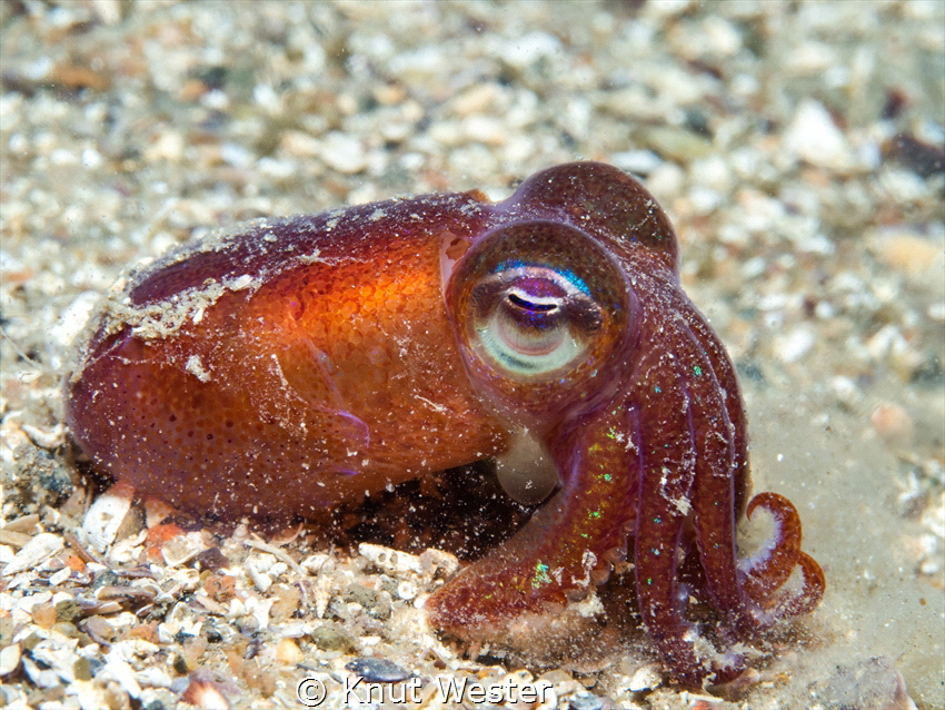 A little squid by Knut Wester 