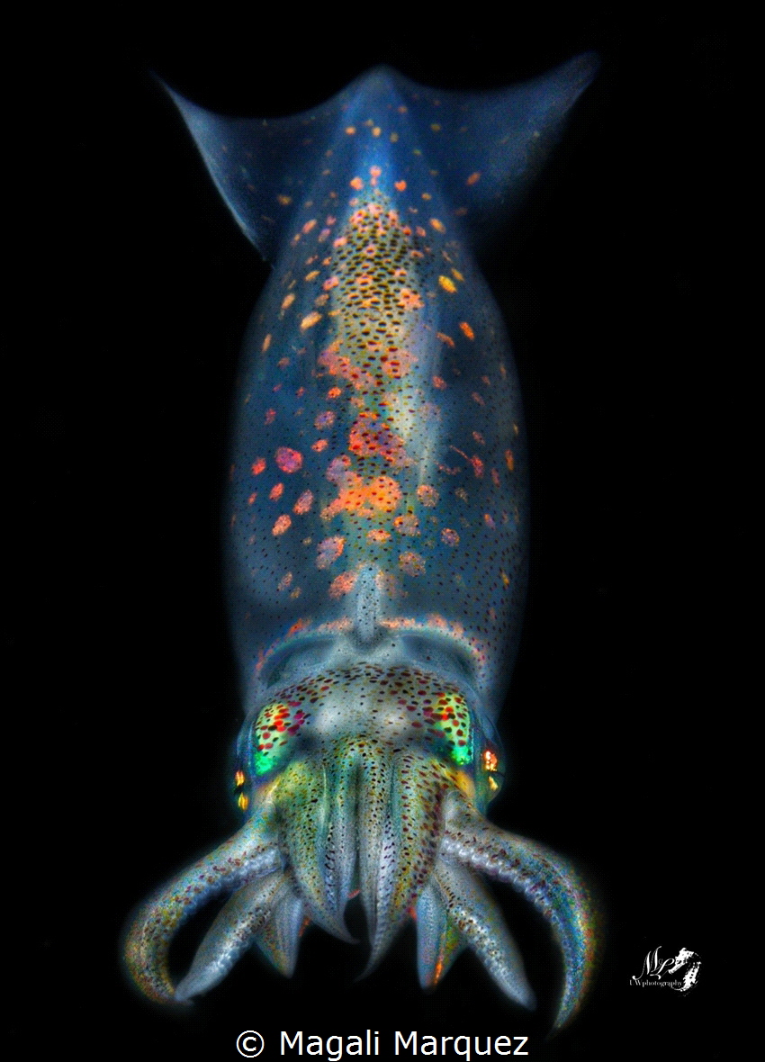 Arrow squid 
Bonfire diving by Magali Marquez 