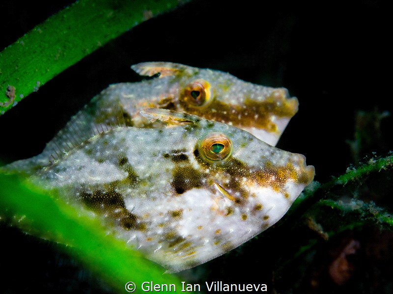 This is a photo of 2 file fish swimming along the grassy ... by Glenn Ian Villanueva 