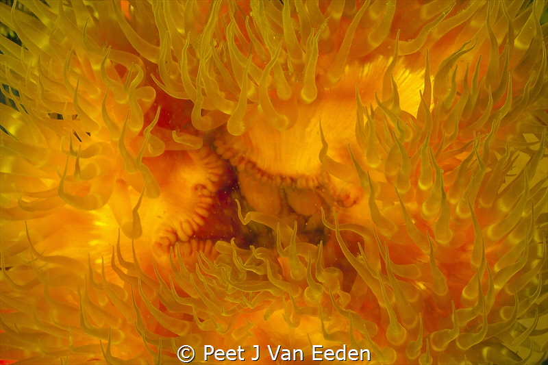 Goldie Locks

The beauty of a sea-anemone by Peet J Van Eeden 