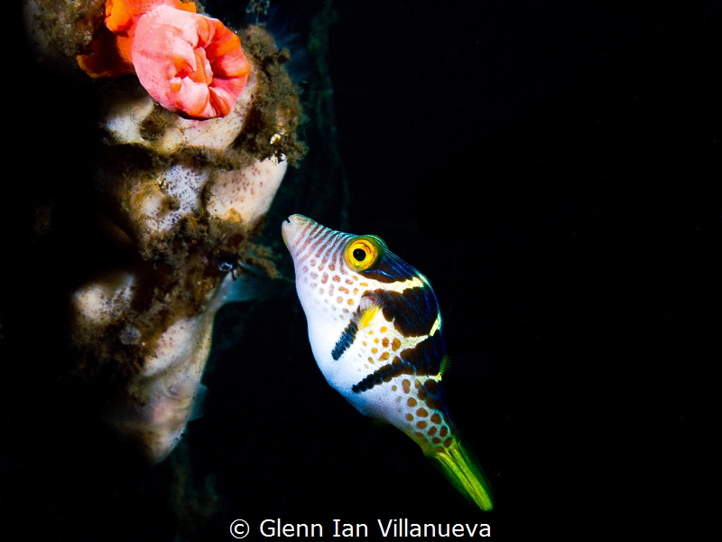 This is a photo of a puffer fish featured in the cute und... by Glenn Ian Villanueva 
