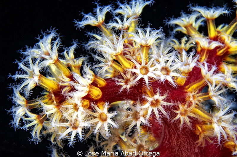 Gorgonian coral polyps by Jose Maria Abad Ortega 
