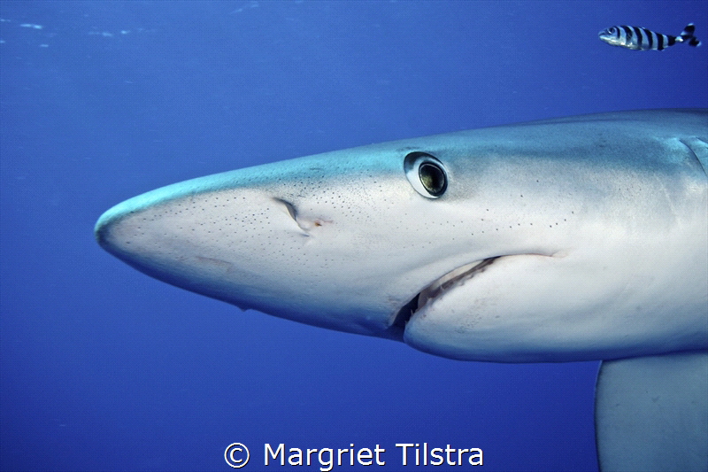 Are you following me?
Blue shark with pilot fish near Fa... by Margriet Tilstra 