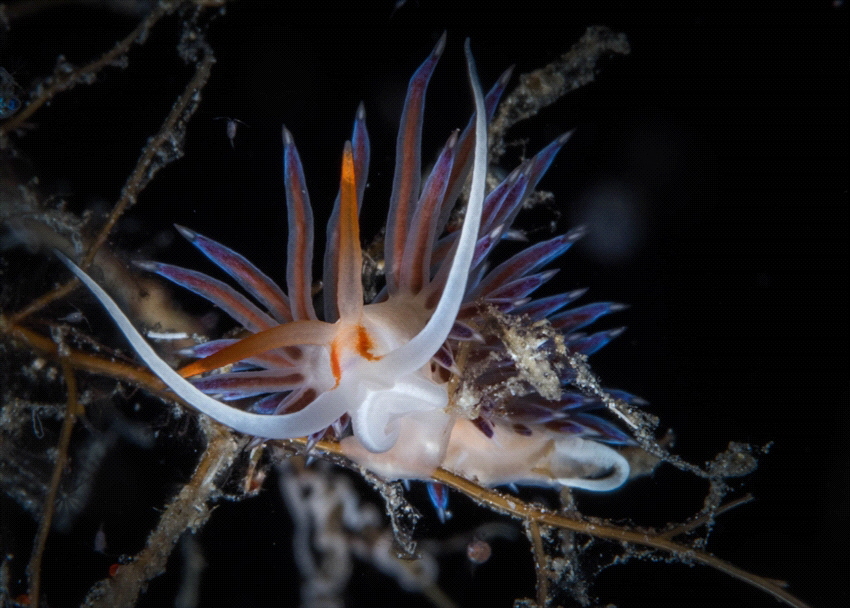 This small beautiful nudibranch was found in Sardinia. by Brenda De Vries 