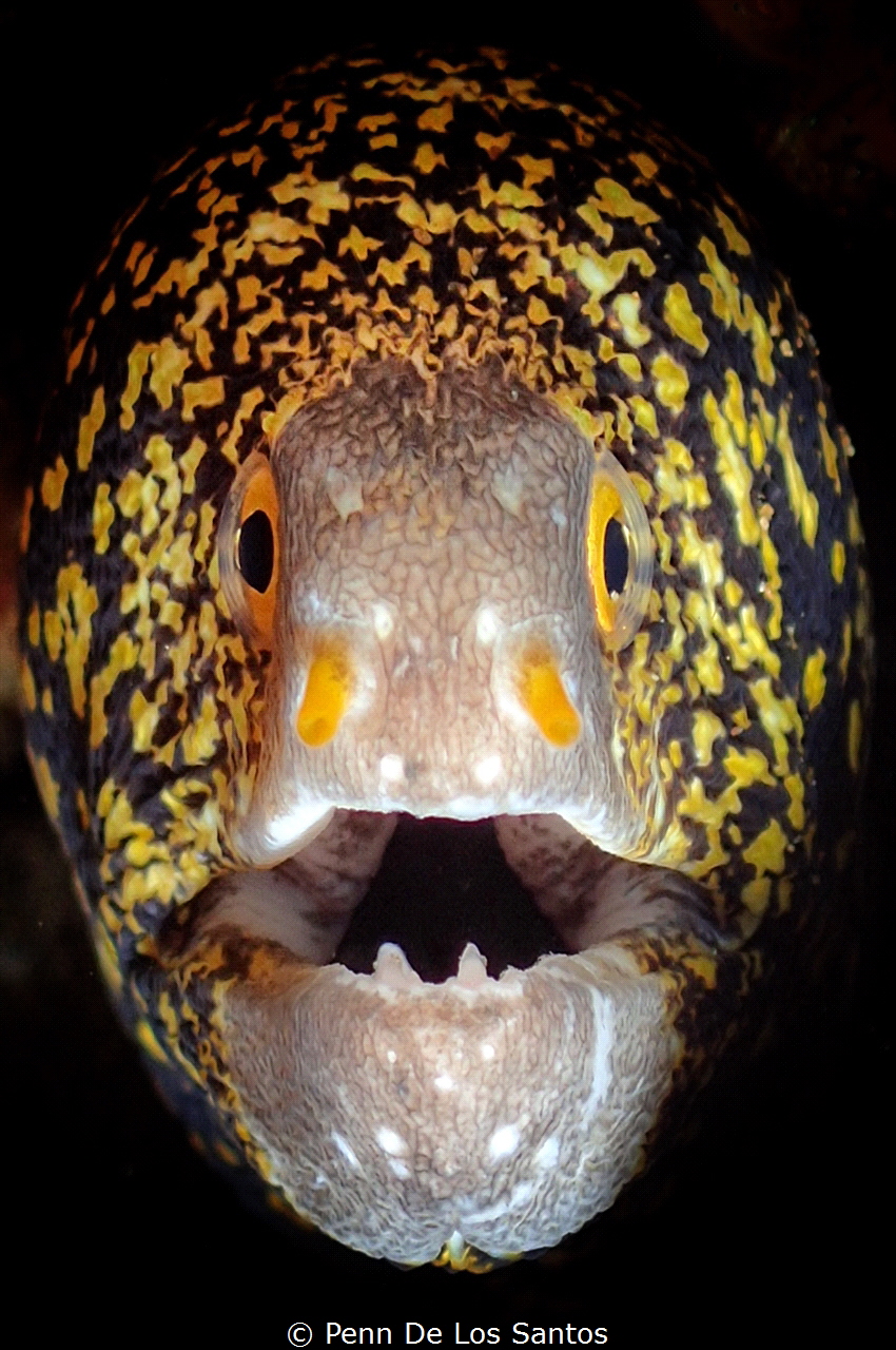 Moray Eel by Penn De Los Santos 
