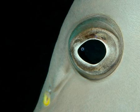Angelfish eye. Grand Cayman, July 2006. D70, 105 macro. by David Heidemann 