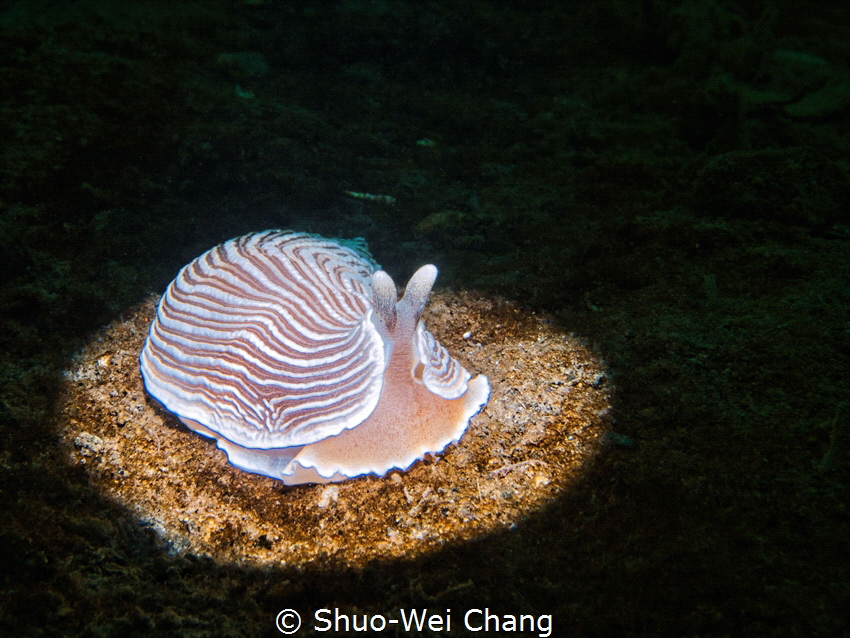 Spotlight on stripped nudibranch by Shuo-Wei Chang 