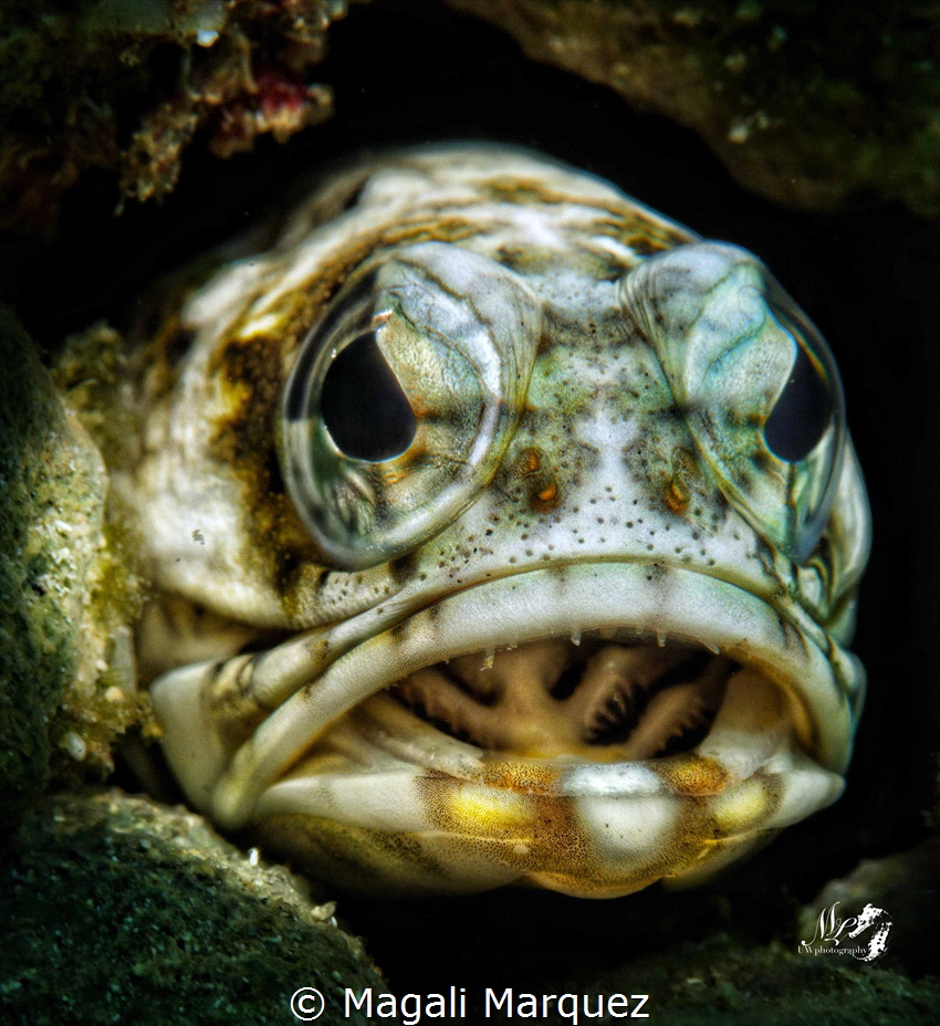Portrait Jawfish by Magali Marquez 