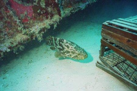 Grouper swimming out from under Spiegel Grove Wreck off K... by Michael Sacito 