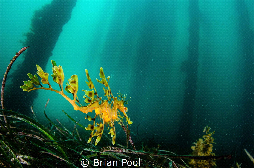 Amazingly attractive Leafy Sea Dragon under the pylons of... by Brian Pool 