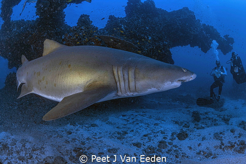 An uncomfortable meeting with a ragged tooth shark by Peet J Van Eeden 