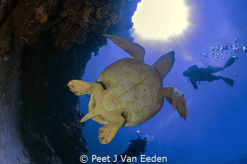 Loggerhead turtle ascending for air
 by Peet J Van Eeden 
