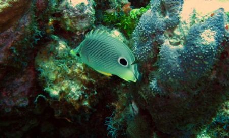 Butterfly fish seen at East end of Grand Cayman on August... by Bonnie Conley 