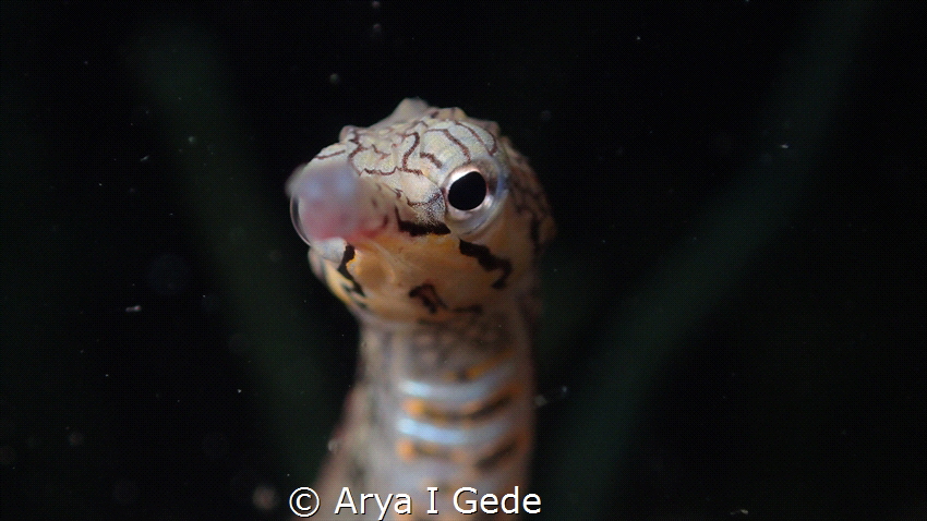 YELLOW BANDED PIPEFISH
take in selow water 6-7meter use ... by Arya I Gede 