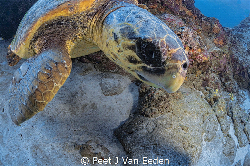 Loggerhead turtle in its resting place by Peet J Van Eeden 