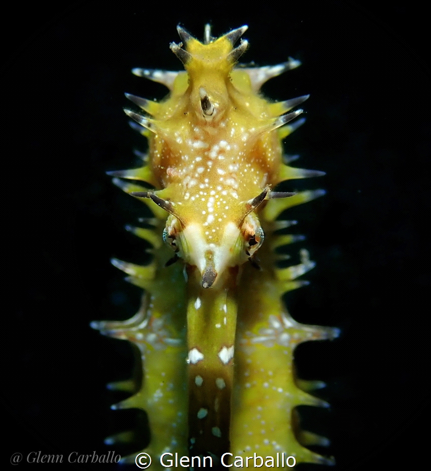 Thorny seahorse by Glenn Carballo 