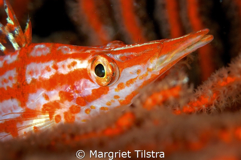 Close-up of a longnose hawkfish
Nikon D80, Nikkor 105mm,... by Margriet Tilstra 
