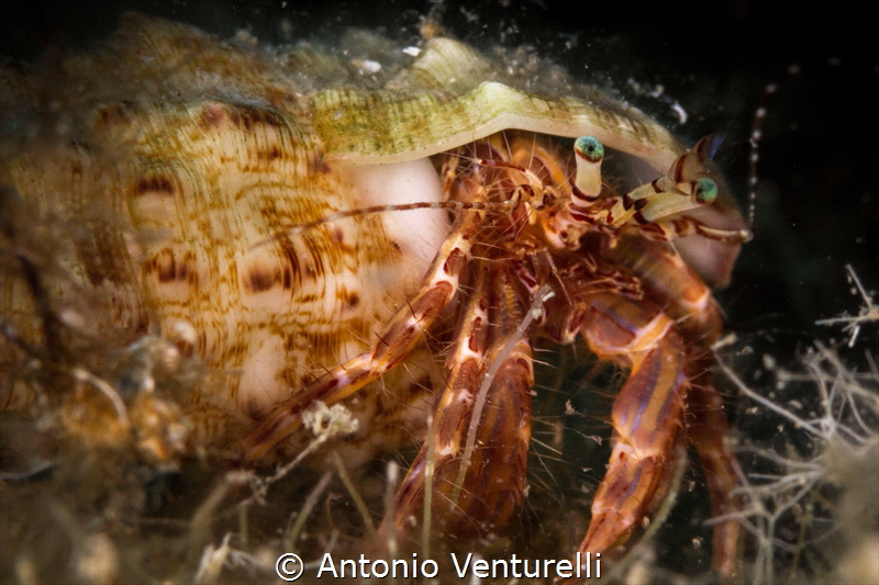 The last safety stop was accompained by this nice hermit ... by Antonio Venturelli 