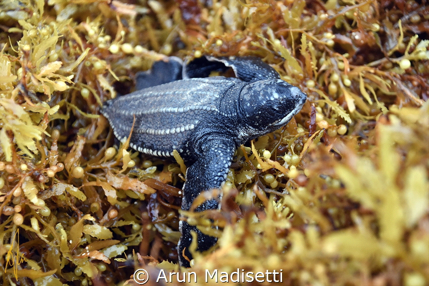 Leatherback hatchling struggling to cross sargassum on it... by Arun Madisetti 