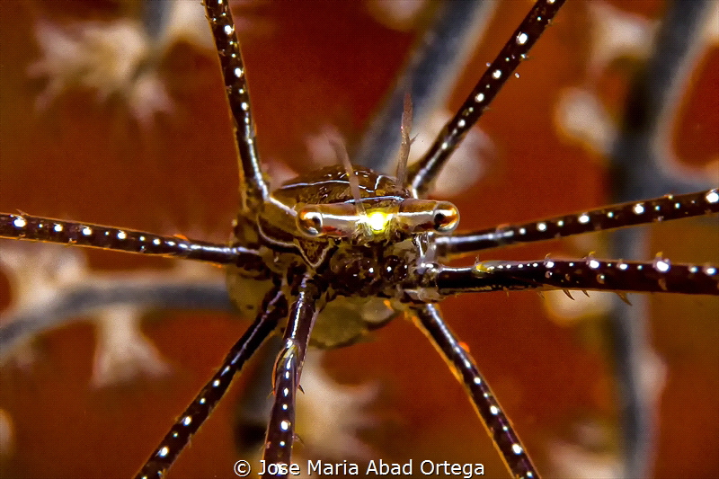 Spider squat lobster (Chirostylus sandyi ) on gorgonian c... by Jose Maria Abad Ortega 