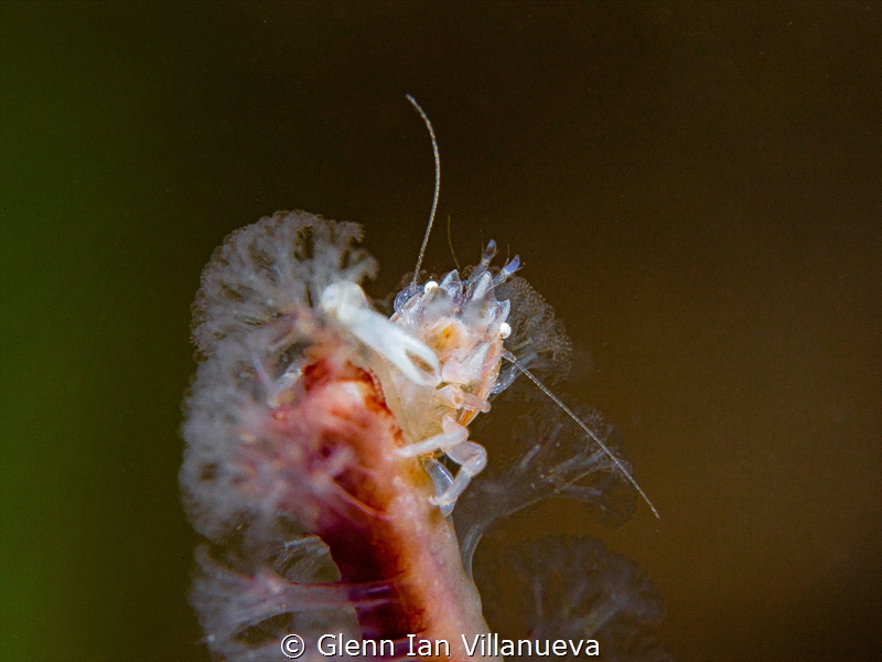 This is a photo of a one (1)-claw sea pen crab hanging ou... by Glenn Ian Villanueva 