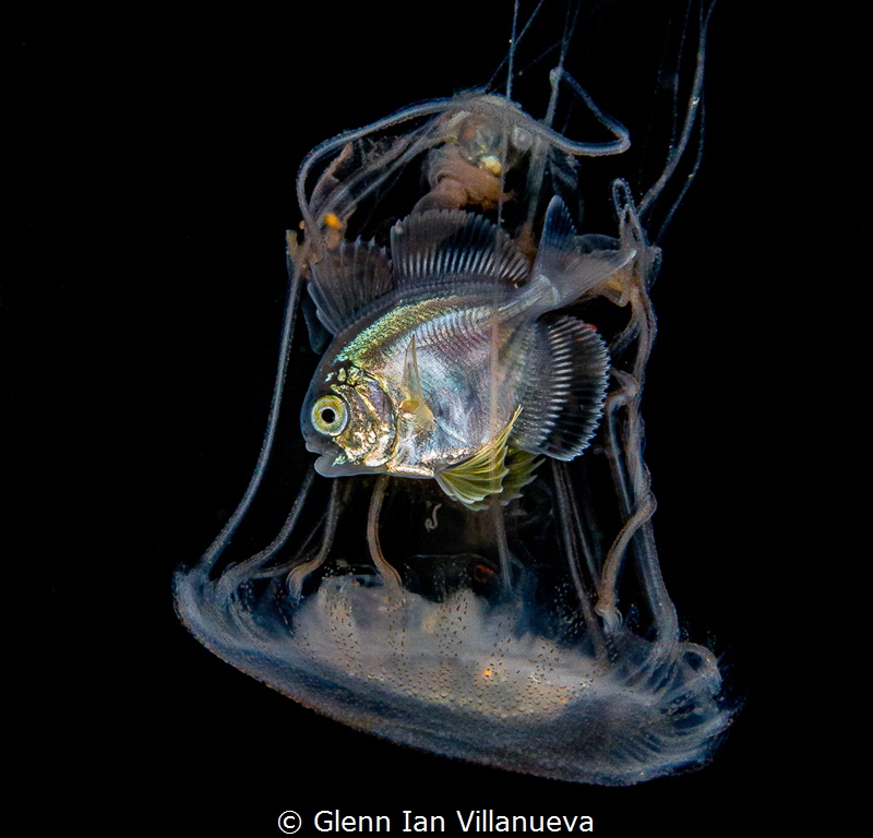 This is a photo of a fish in a jellyfish, hiding from pre... by Glenn Ian Villanueva 