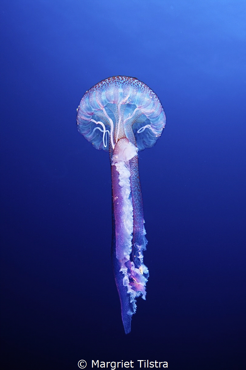 Stylish lady
Jellyfish near Faial Island, Azores.
Nikon... by Margriet Tilstra 