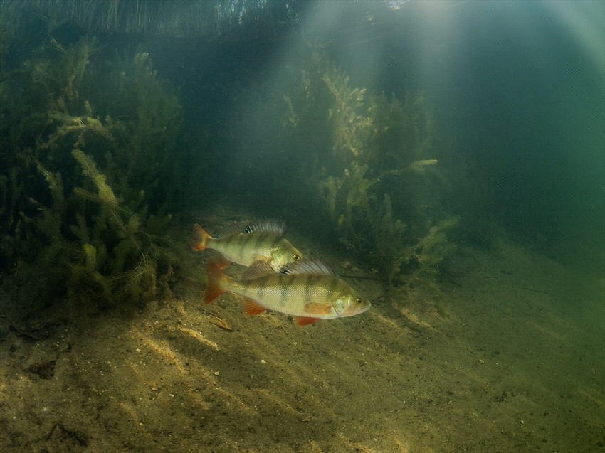 Fish in a freshwaterlake in the sun. by Brenda De Vries 