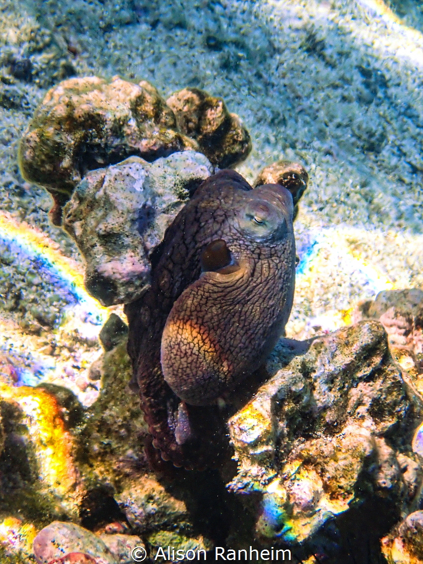 Octopus, Kahaluu Bay, Big Island by Alison Ranheim 