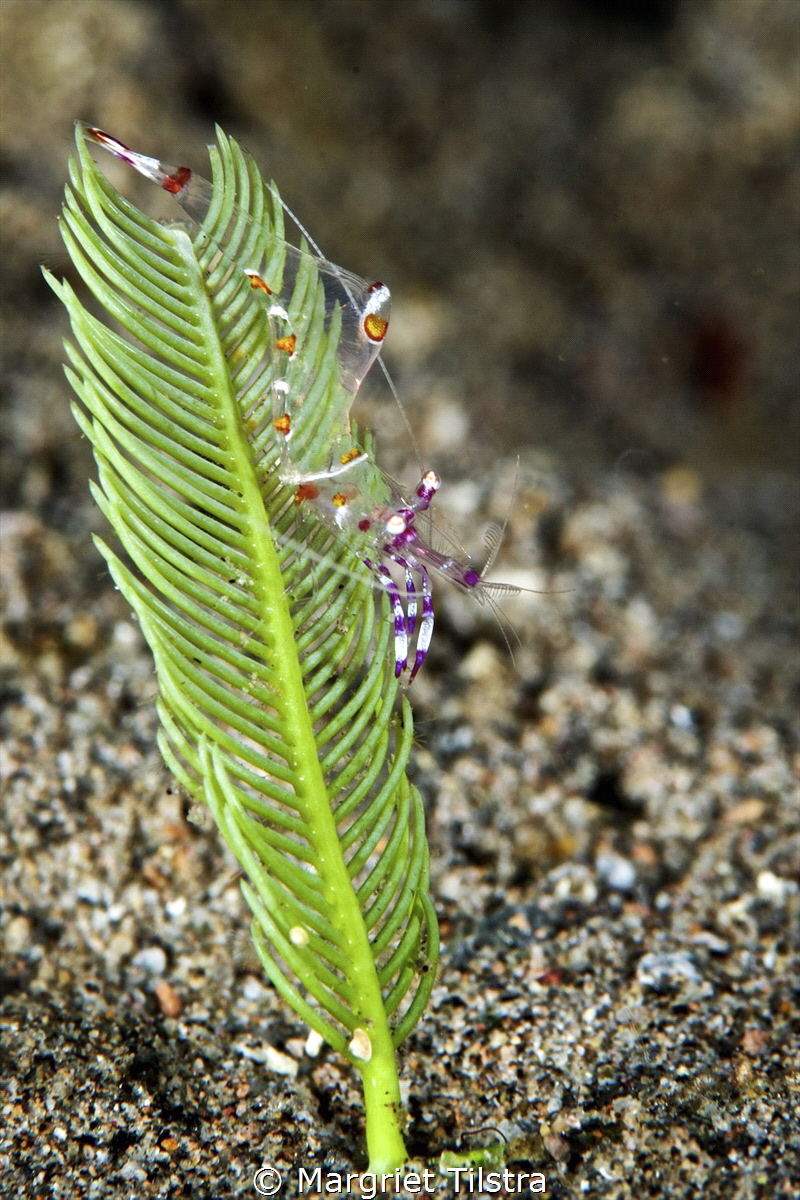 Acrobatic shrimp.
Divesite Thalatta housereef, Zamboangu... by Margriet Tilstra 