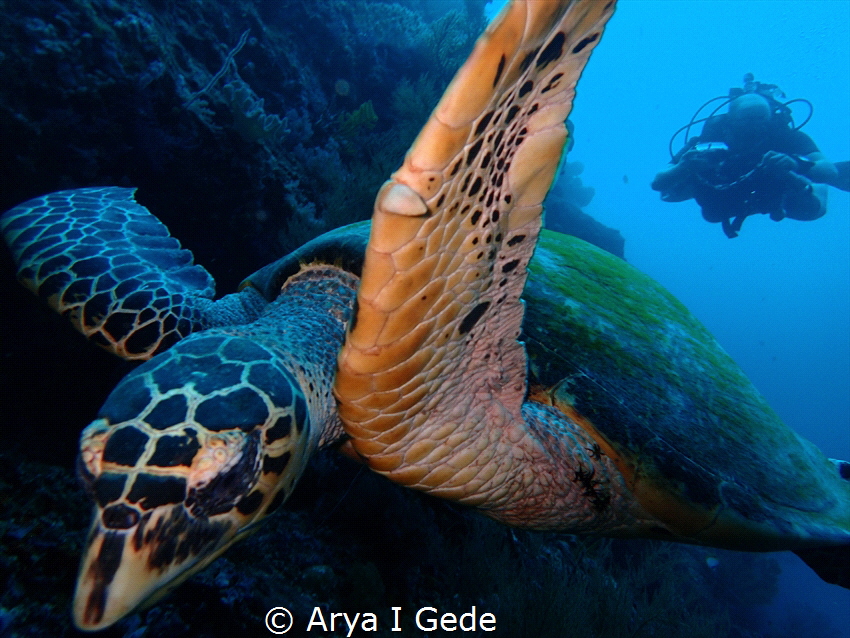 Gren turtle swimming and model take a picture😁 
place i... by Arya I Gede 