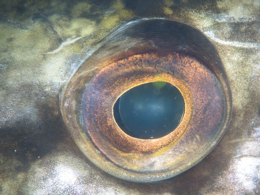 The eye of a big pike. Taken in a freshwaterlake in the N... by Brenda De Vries 