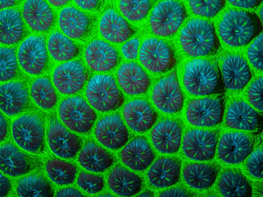 A part of coral during a fluo nightdive. by Brenda De Vries 