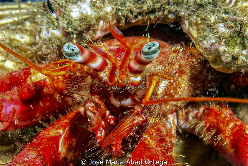 Hermit crab by Jose Maria Abad Ortega 