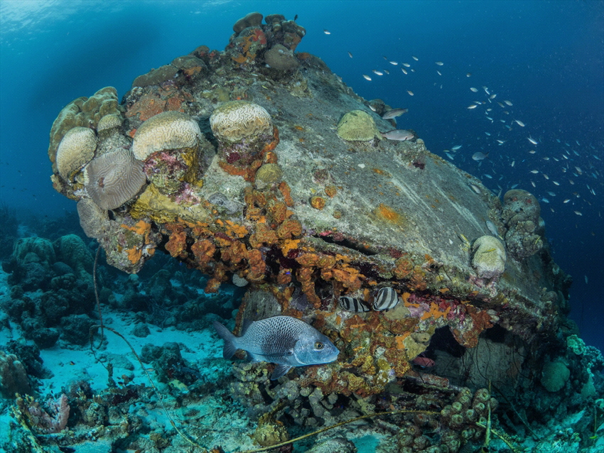 Small wreck near Captains Don's habitat. But with a lot o... by Brenda De Vries 