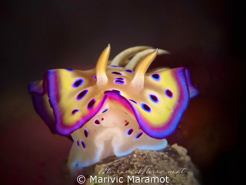 Elegant nudibranch, Olympus Pen Epl1 by Marivic Maramot 