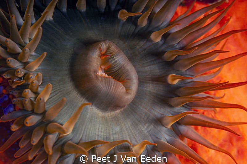 Sun seeking sea-anemone by Peet J Van Eeden 
