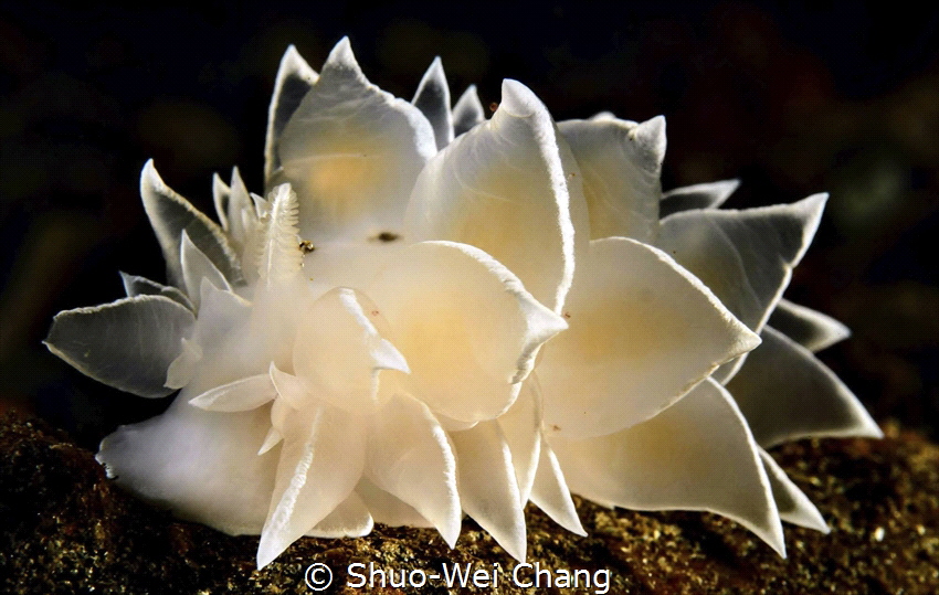 Beautiful cerata of a white-lined dirona by Shuo-Wei Chang 